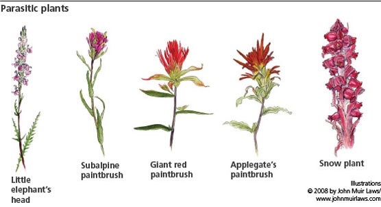 5 parasitic plant illustrations
