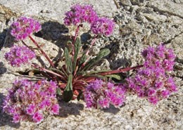Pink flower clusters rise up out of rock outcropping