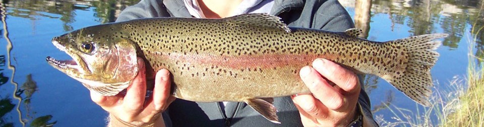 Young Man Hold Big Rainbow Trout in His Hands. Stock Image - Image