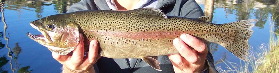 Side view of Rainbow trout in the hands of a scientist Side view of Rainbow trout in the hands of a scientist