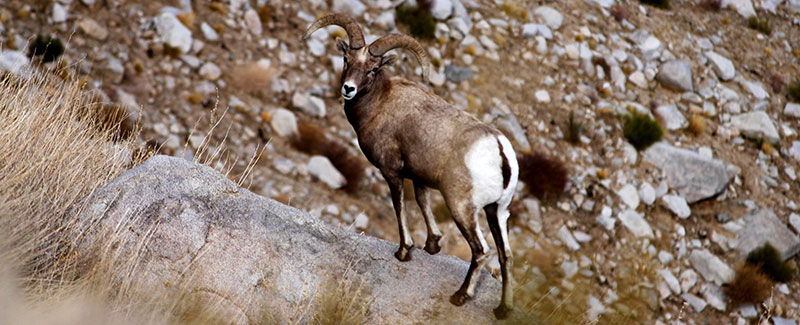 Bighorn sheep ram Bighorn sheep ram