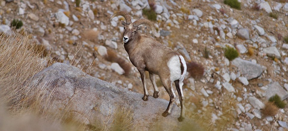 Bighorn sheep ram