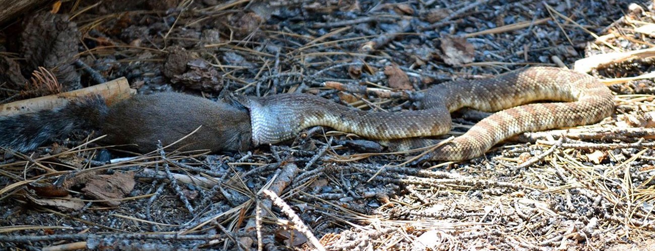 Rattlesnake eating a gopher