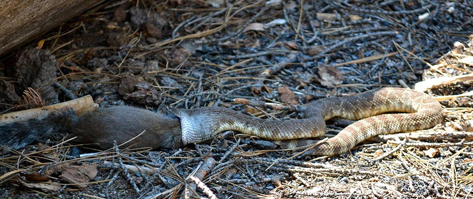 Rattlesnakes - Yosemite National Park (U.S. National Park Service)