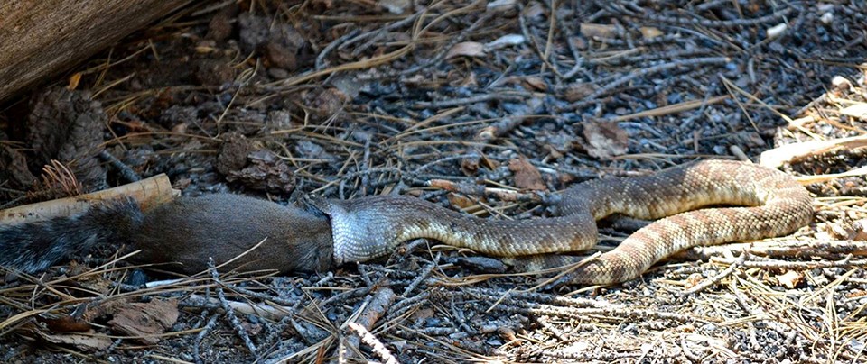 Rattlesnake eating a gopher