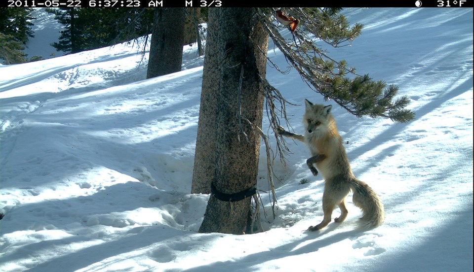 The Sierra Nevada red fox is adapted to living year-round in high-elevation habitats.