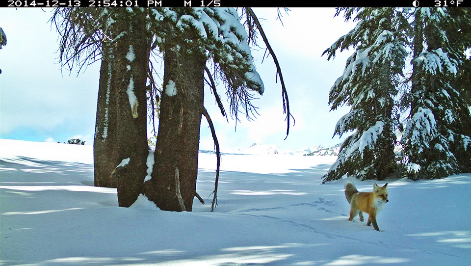 This picture of a Sierra Nevada red fox walking in snow in December 2014 was the first confirmed detection in Yosemite in nearly a century. This picture of a Sierra Nevada red fox walking in snow in December 2014 was the first confirmed detection in Yosemite in nearly a century.