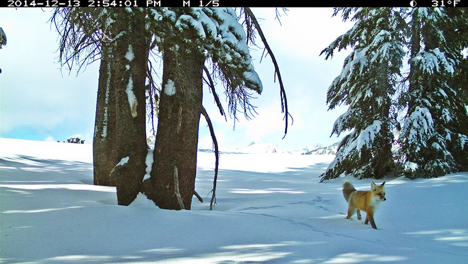 This picture of a Sierra Nevada red fox walking in snow in December 2014 was the first confirmed detection in Yosemite in nearly a century.