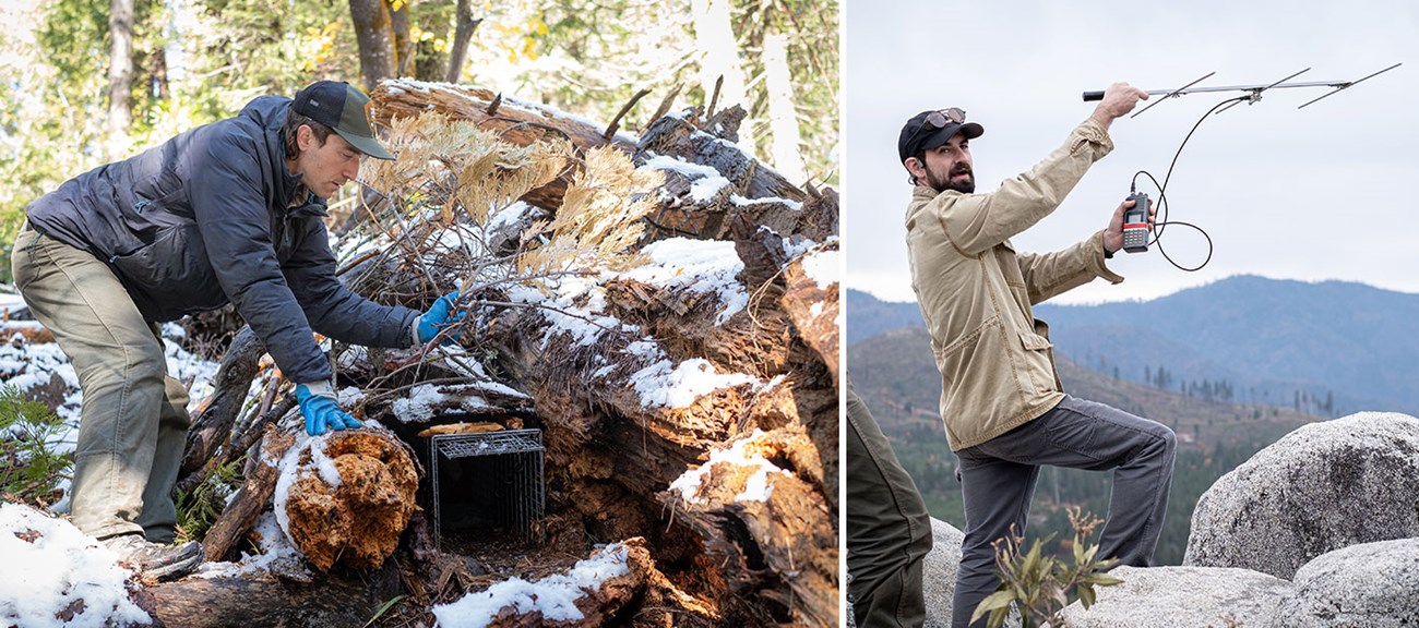 Left image: Ranger working with a fisher trap; Right: Ranger demonstrating telemetry