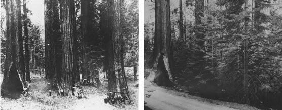 Two images to show a before and after view of a grove Two images to show a before and after view of a grove