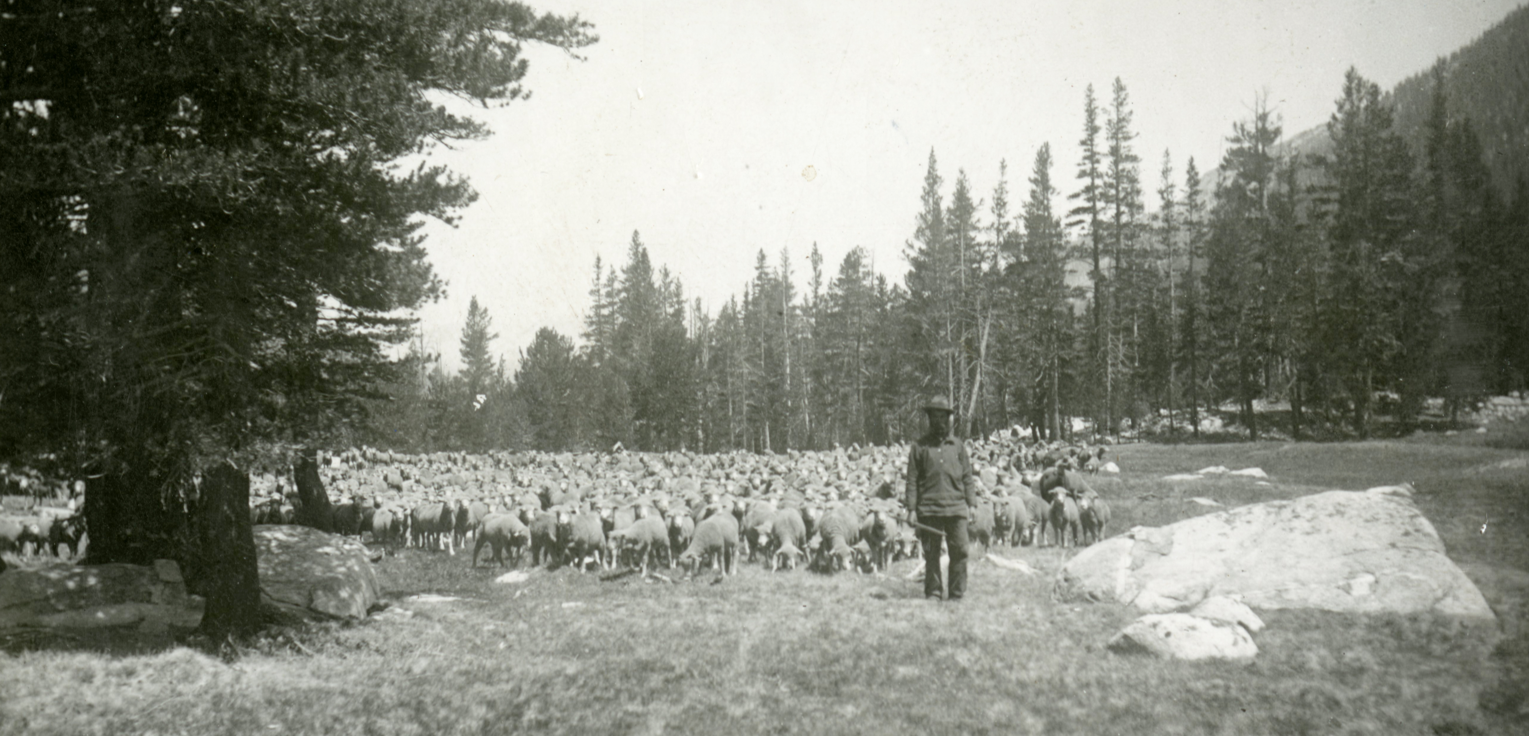 Domestic sheep in the Tuolumne Meadows area