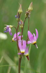 Purple flower on tall stalk