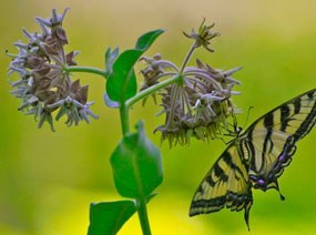 Swallowtail butterfly on pink flower cluster