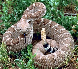 Rattlesnake takes a defensive pose