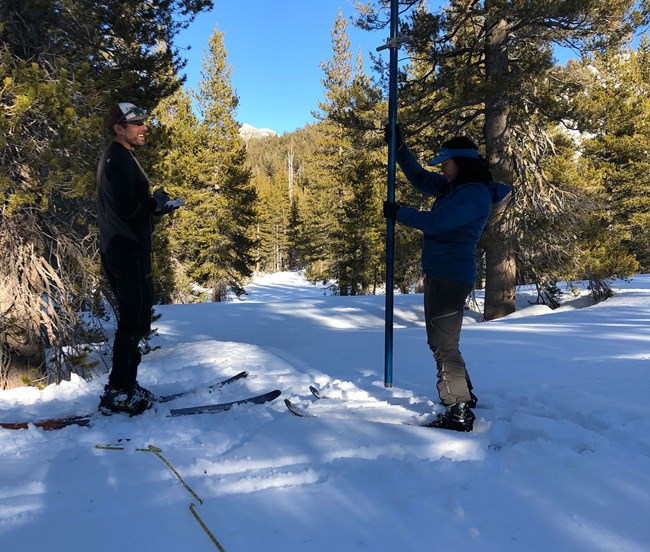 Two people on skis in a snowy forested landscape shoving a tube vertically into the snow