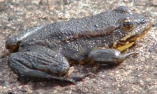 Sierra Nevada yellow-legged frog sits on rock