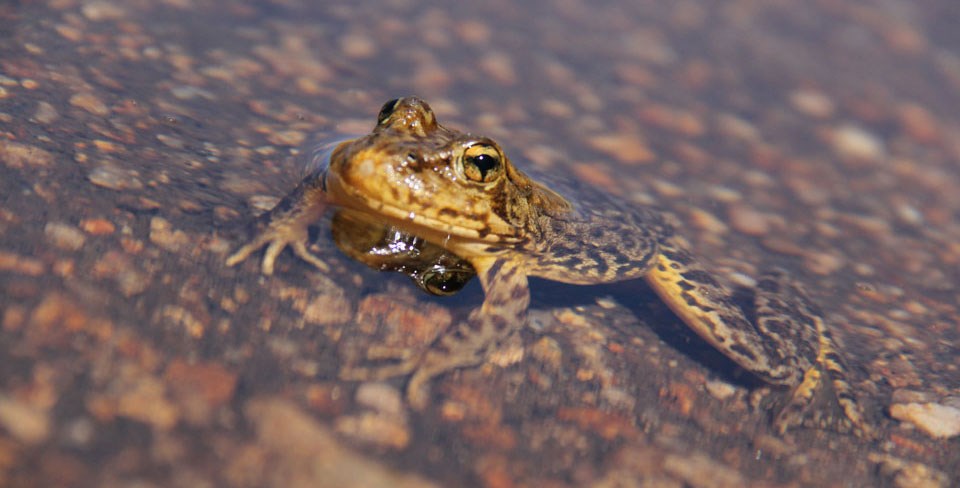 Sierra Nevada yellow-legged frog swims in Yosemite's waters