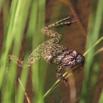 Sierra Nevada yellow-legged from swimming in water surrounded by grass