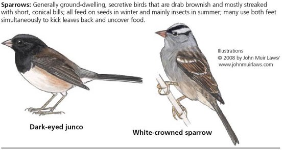 Dark-eyed junco on left and white-crowned sparrow on right