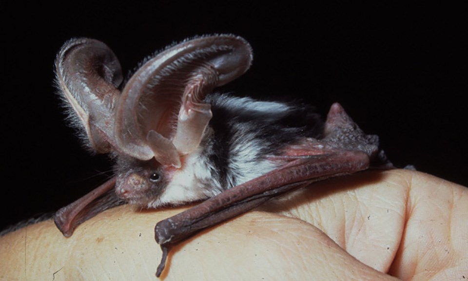 Bats Yosemite National Park U S National Park Service