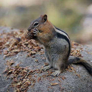 Some mammals are difficult to see due to their nocturnal habits. On the top of that list are the 17 bat species dining each evening on insects in Yosemite. They find food by emitting a high-frequency call and using their sensitive hearing to detect echoes