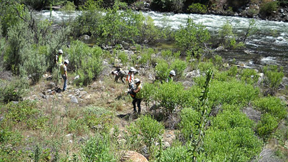 Volunteers hand pulling star thistle near the Merced River. Volunteers hand pulling star thistle near the Merced River.