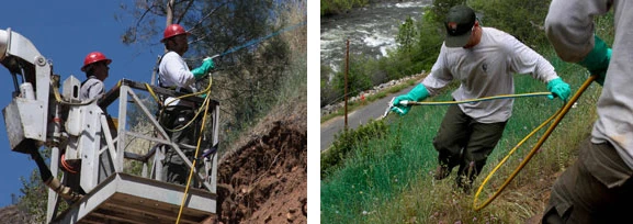 Photos showing crews using herbicides to eradicate star thistle