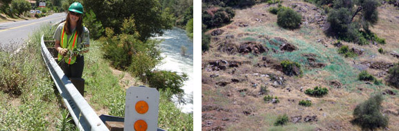 Photos showing hand pulling and dye use in the removal of star thistle