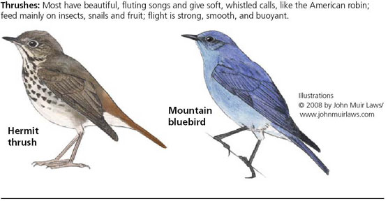 common birds yosemite national park u s national park service