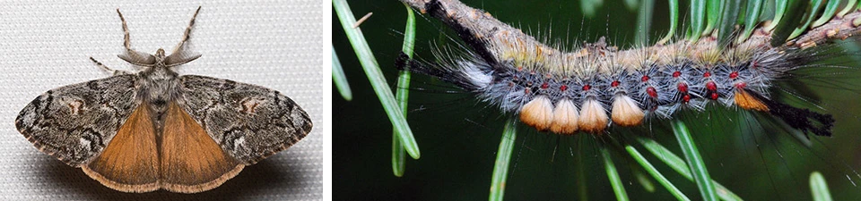 Douglas fir tussock moth on left, caterpillar on right Douglas fir tussock moth on left, caterpillar on right