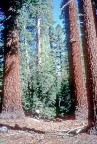 Close-ups of red fir tree trunks in a forest