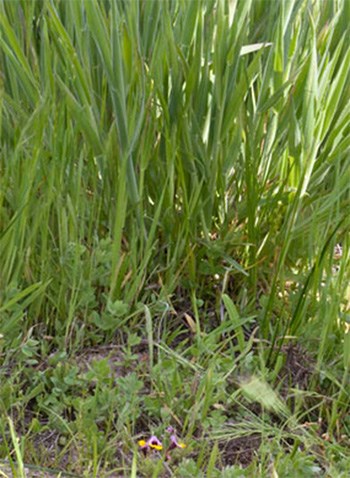 A thick mat of velvet grass towers over the yellow-lip pansy monkeyflower (bottom center). Invasives, like velvet grass, can reduce resource availability for important native species, like the Yosemite special status monkeyflower.