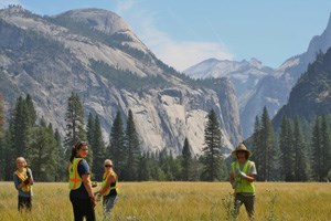 Volunteers treat bull thistle (Cirsium vulgare) in Yosemite Valley meadows.