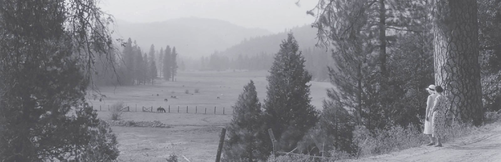 Cattle grazing in the Wawona Meadow in the 1930s