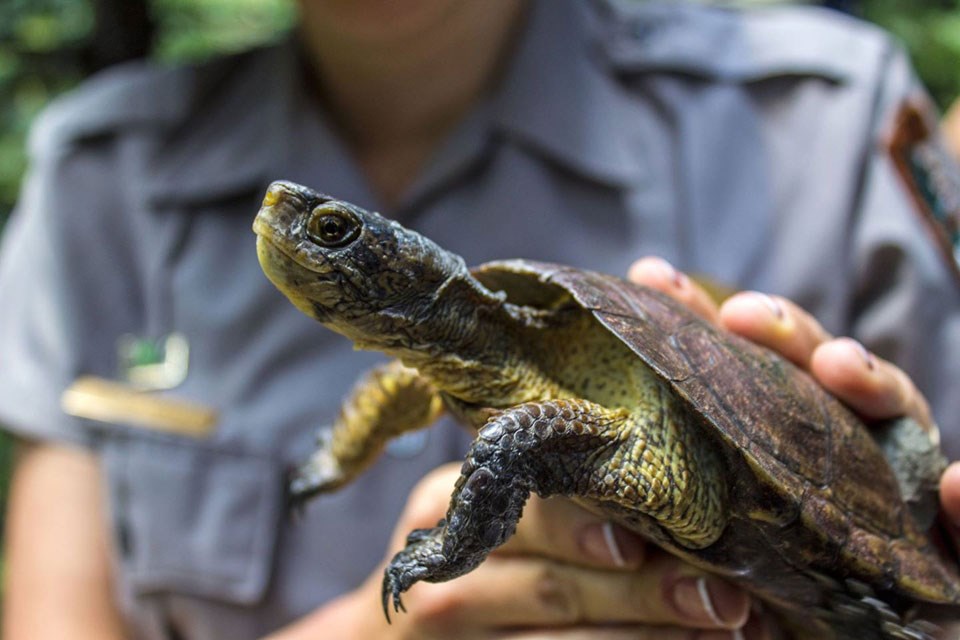 Western Pond Turtle about to be released