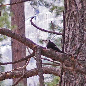 white-headed woodpecker