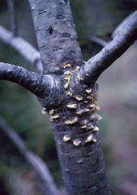 Flaking on tree bark due to disease