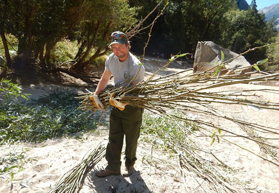 National Park Service employee collects willow poles.