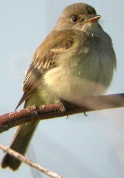 Willow flycatcher sitting on branch Willow flycatcher sitting on branch