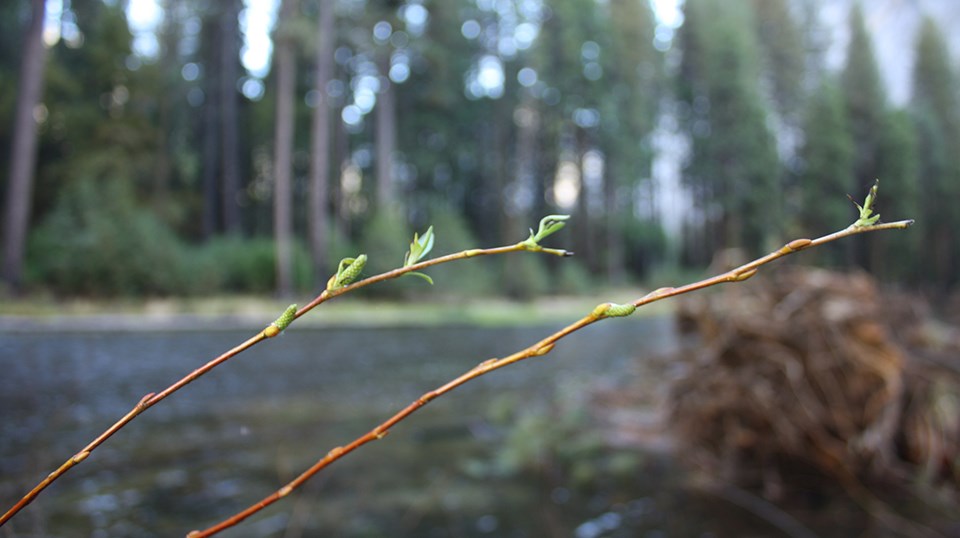 Willows budding in a restoration area. Willows budding in a restoration area.