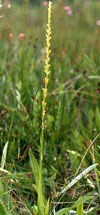 Plant with tall stalk of petite yellow flowers