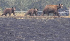 Three bears walk by a burnt field Three bears walk by a burnt field