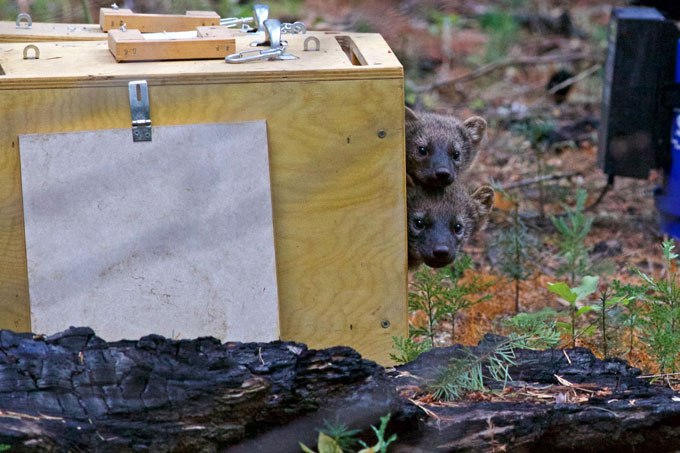 Two fishers exiting a box