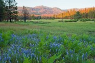 Ackerson Meadow Gifted To Yosemite National Park Yosemite National Ackerson Meadow Gifted To Yosemite National Park Yosemite National