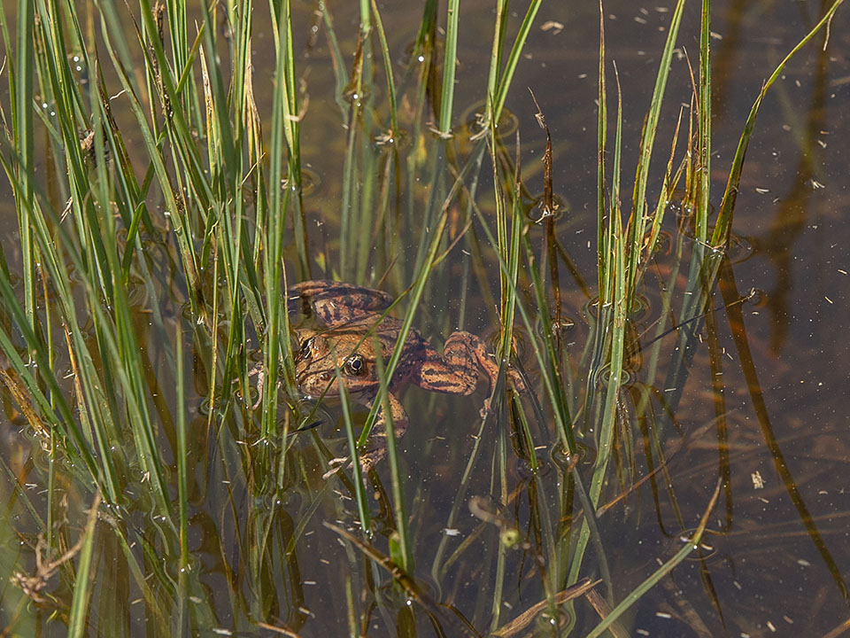 A California red-legged frog just released into Cook's Meadow