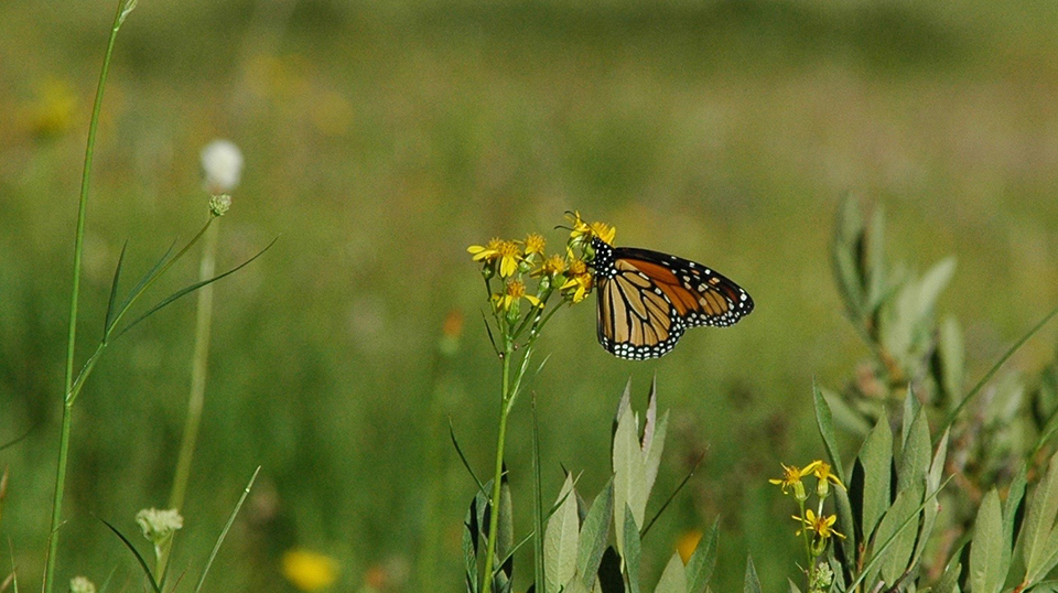 Monarch butterfly on plant