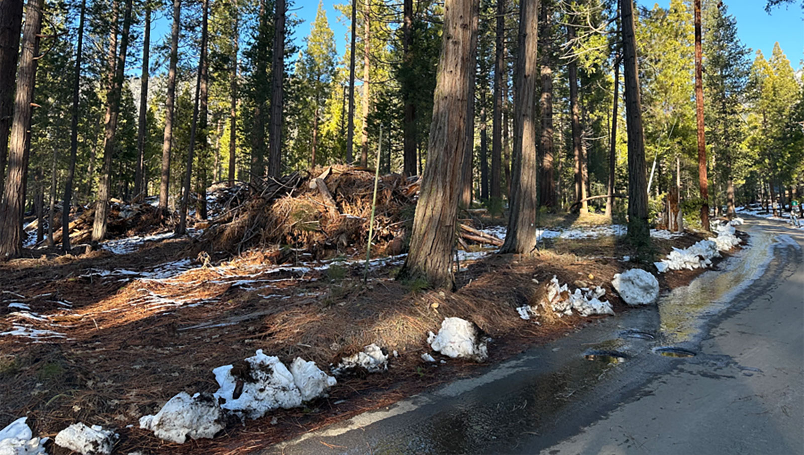 Burn pile on Forest Drive in Wawona from January 5, 2024.