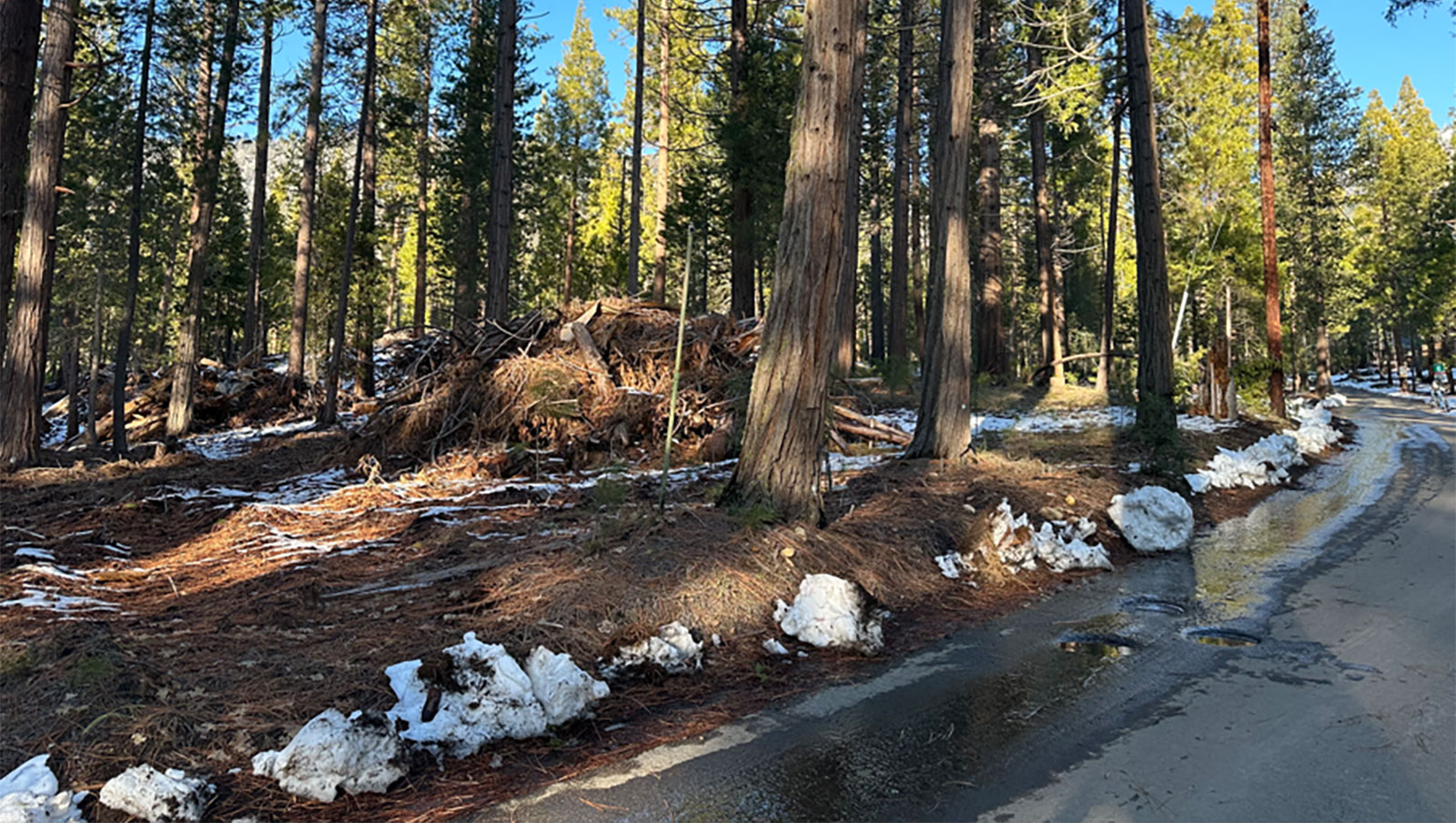 Burn pile on Forest Drive in Wawona from January 5, 2024. Burn pile on Forest Drive in Wawona from January 5, 2024.