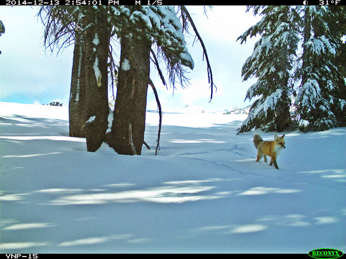 Red fox walking on snow