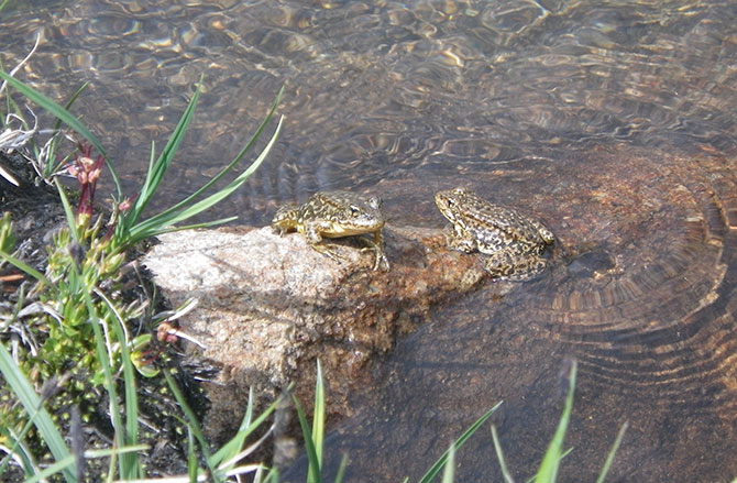 Adult Sierra Nevada yellow-legged frogs ready for transport to new alpine lakes.